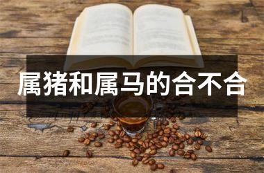 属猪和属马的合不合