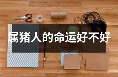 属猪人的命运好不好