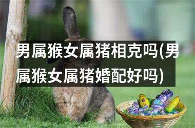 男属猴女属猪相克吗(男属猴女属猪婚配好吗)