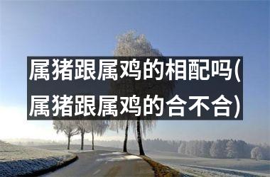 属猪跟属鸡的相配吗(属猪跟属鸡的合不合)