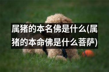 属猪的本名佛是什么(属猪的本命佛是什么菩萨)