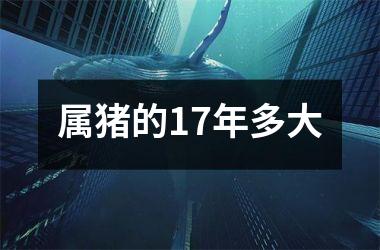 属猪的17年多大