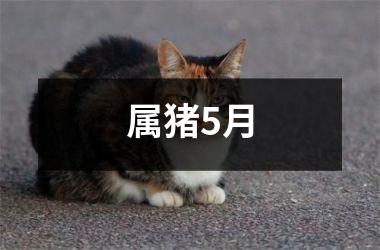 属猪5月