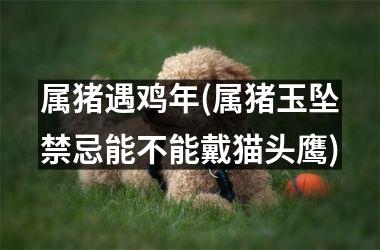 属猪遇鸡年(属猪玉坠禁忌能不能戴猫头鹰)