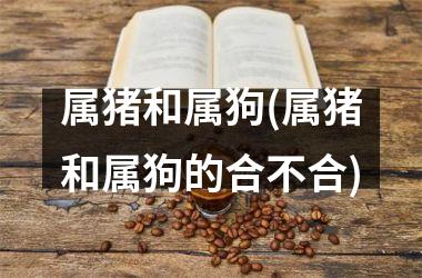 <h3>属猪和属狗(属猪和属狗的合不合)