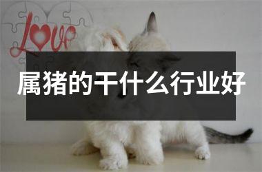 属猪的干什么行业好