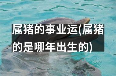 属猪的事业运(属猪的是哪年出生的)