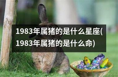 1983年属猪的是什么星座(1983年属猪的是什么命)