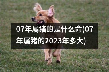 <h3>07年属猪的是什么命(07年属猪的2025年多大)