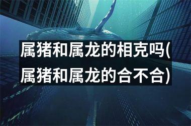 属猪和属龙的相克吗(属猪和属龙的合不合)