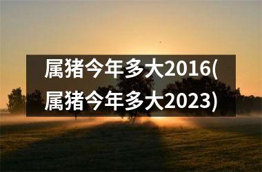 属猪今年多大2016(属猪今年多大2025)