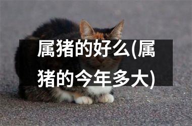 属猪的好么(属猪的今年多大)