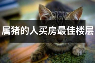 属猪的人买房佳楼层