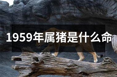 1959年属猪是什么命