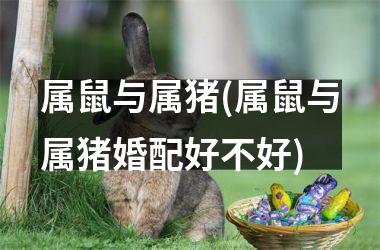 属鼠与属猪(属鼠与属猪婚配好不好)