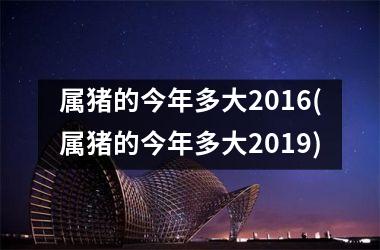 属猪的今年多大2016(属猪的今年多大2019)