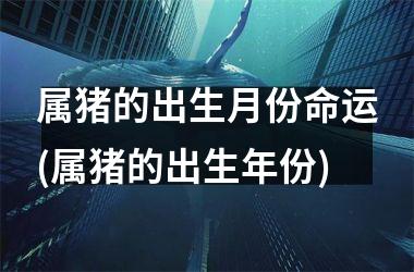 属猪的出生月份命运(属猪的出生年份)