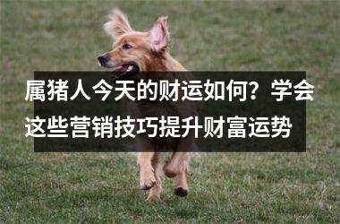 属猪人今天的财运如何？学会这些营销技巧提升财富运势