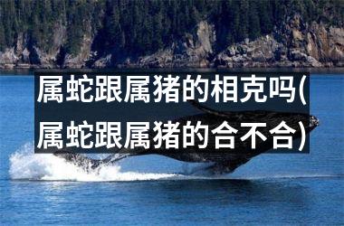 属蛇跟属猪的相克吗(属蛇跟属猪的合不合)