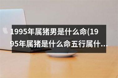 1995年属猪男是什么命(1995年属猪是什么命五行属什么)