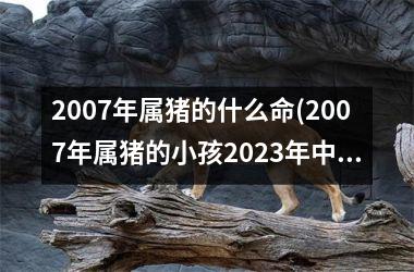2007年属猪的什么命(2007年属猪的小孩2025年中考运势)