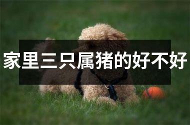 家里三只属猪的好不好