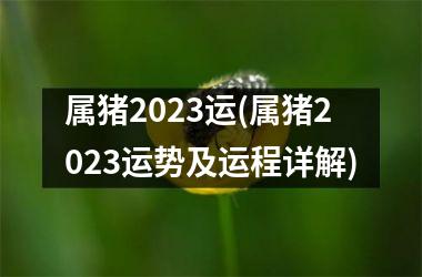 属猪2025运(属猪2025运势及运程详解)