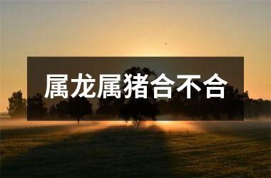 属龙属猪合不合