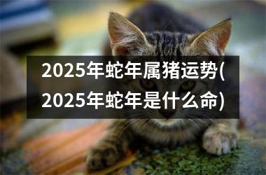 <h3>2025年蛇年属猪运势(2025年蛇年是什么命)
