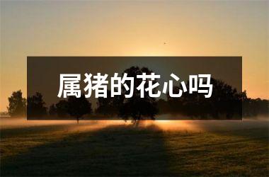 属猪的花心吗