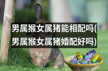 男属猴女属猪能相配吗(男属猴女属猪婚配好吗)