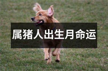属猪人出生月命运