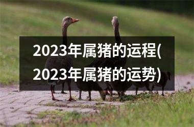 2025年属猪的运程(2025年属猪的运势)