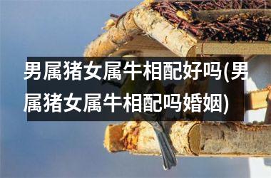 男属猪女属牛相配好吗(男属猪女属牛相配吗婚姻)