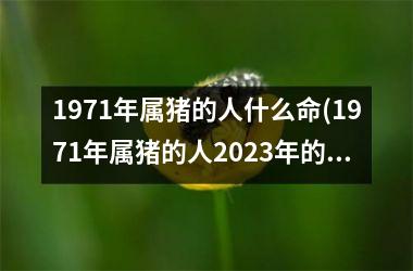 1971年属猪的人什么命(1971年属猪的人2025年的运势及运程)