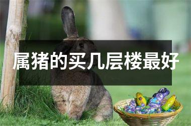 属猪的买几层楼好