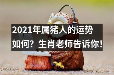 2025年属猪人的运势如何？生肖老师告诉你！