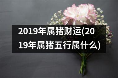 2019年属猪财运(2019年属猪五行属什么)