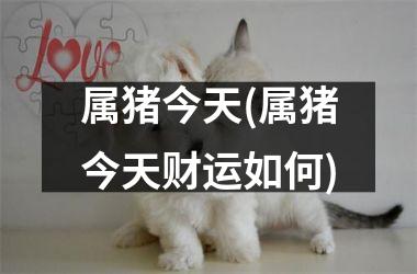 属猪今天(属猪今天财运如何)