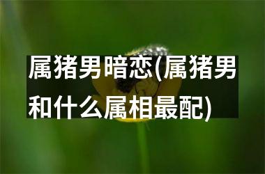 属猪男暗恋(属猪男和什么属相配)