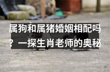 属狗和属猪婚姻相配吗？一探生肖老师的奥秘