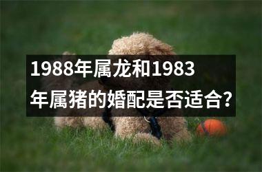 1988年属龙和1983年属猪的婚配是否适合？