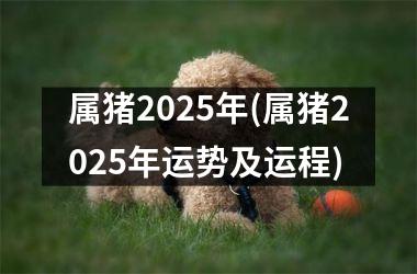 属猪2025年(属猪2025年运势及运程)