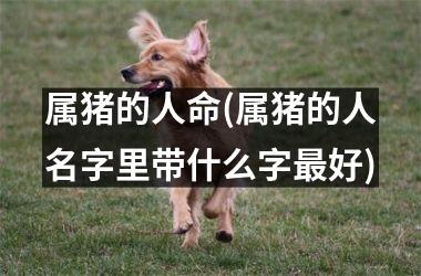 属猪的人命(属猪的人名字里带什么字好)