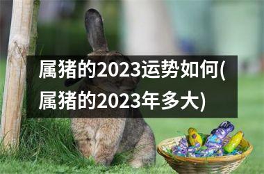 属猪的2025运势如何(属猪的2025年多大)