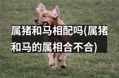 属猪和马相配吗(属猪和马的属相合不合)