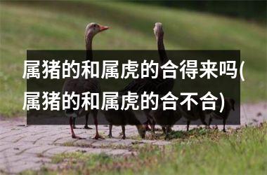 属猪的和属虎的合得来吗(属猪的和属虎的合不合)
