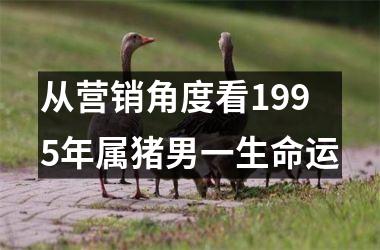 从营销角度看1995年属猪男一生命运