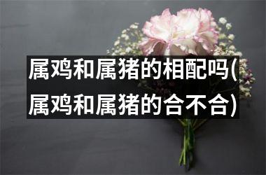 属鸡和属猪的相配吗(属鸡和属猪的合不合)