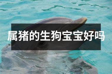 属猪的生狗宝宝好吗